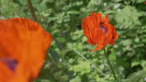 Bee-Leaving-Busy-Orange-Poppy-After-Collecting-Pollen,-Slow-Motion
