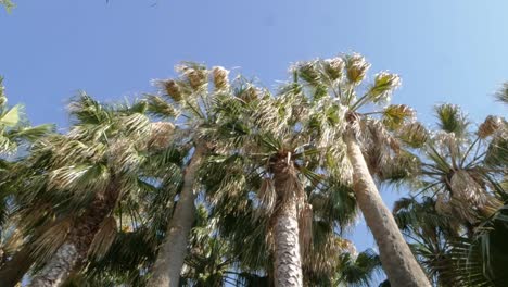Looking-Up-On-Palm-Trees-Swaying-In-The-Breeze-On-A-Sunny-Summer-Day