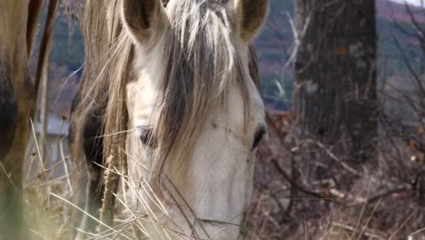 Domesticated-white-horse-eats-while-tied-with-a-rope-on-the-countryside,-close-view-of-its-head