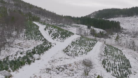 Pine-tree-plantation-on-mountain-slope-winter-snowy-scenery