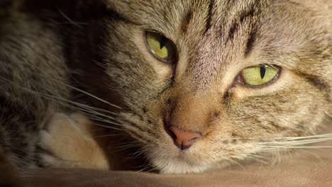 Close-Up-Sleeping-Domestic-House-Cat-Waking-Up-and-Looking-in-Camera