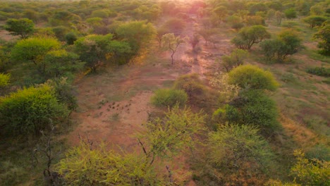 Tiefflug-über-Baumwipfeln-In-Der-Südafrikanischen-Savannenwiese-Bei-Sonnenuntergang