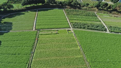 Aerial-panoramic-view-of-agricultural-scenery,-farming-fields-in-Yuen-Long,-Hong-Kong