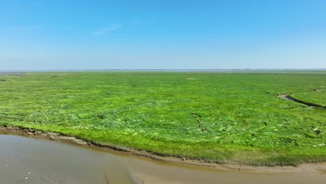 Spectacular-long-aerial-shot-of-endless,-vibrant-green-wetlands-in-a-natural-park,-stretching-towards-the-horizon-under-a-cloudless-blue-sky