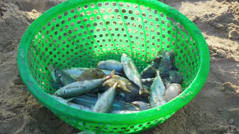 Close-up-shot-of-freshly-caught-live-fishes-in-green-basket-been-sold-off-by-fisherman-on-the-sea-beach-in-Da-Nang-city,-Vietnam-during-dusk