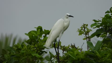 White-egret-in-tree--wind-