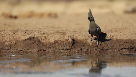 Wide-shot-of-a-grey-go-away-bird-drinking-in-golden-light,-Mashatu-Botswana