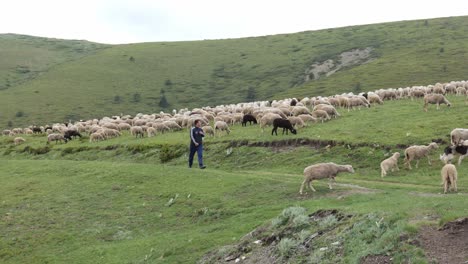 Joven-Agricultor-Búlgaro-Con-Rebaño-De-Ovejas-En-Las-Montañas-Balcánicas