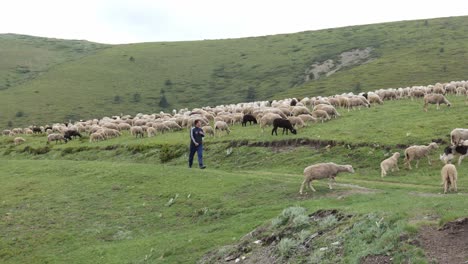 Junger-Bulgarischer-Bauer-Mit-Schafherde-Auf-Dem-Balkan