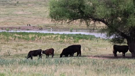Cattle-feeding-on-ranch-land-in-north-Texas-during-a-hot-summer-day-with-a-watering-hole-in-the-background