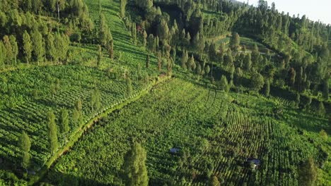 Aerial-flyover-beautiful-tobacco-cultivation-plants-and-trees-lighting-by-sun-on-mountain