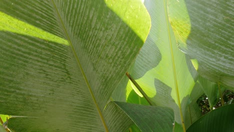 Textur-Der-Tropischen-Baumblätter-Mit-Sonnenlicht-Im-Hintergrund