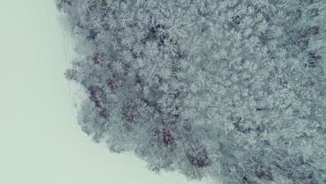 Vista-Aérea-De-Drones-De-Un-Bosque-De-Conifeorus-Cubierto-De-Nieve-Que-Rodea-Un-Lago-Congelado-En-Un-Día-Nublado