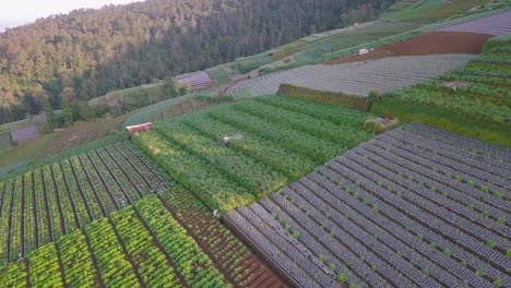 Luftaufnahme-Aus-Der-Vogelperspektive,-Die-Einen-Asiatischen-Bauern-Zeigt,-Der-Auf-Einer-Gemüseplantage-Am-Hang-Arbeitet