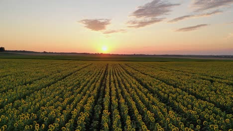 Pull-back-aerial-shot-of-a-perfect-Sunflower-field-during-sunrise