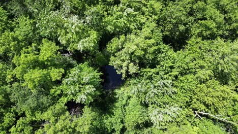 Overhead-aerial-top-down-of-thick-lush-green-forest-and-pond,-4k-60fps