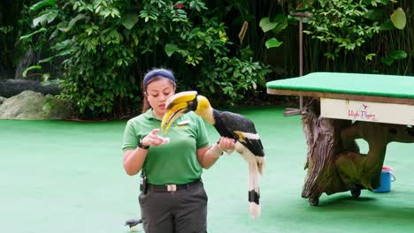 Trainer-with-a-bicorn-hornbill-on-her-arm-during-a-zoo-presentation