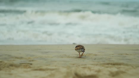 One-bird-scavenges-for-food-on-a-cloudy-beach-in-slow-motion