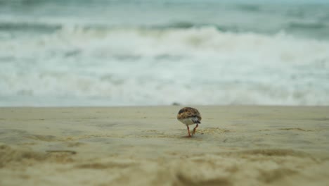 Un-Pájaro-Busca-Comida-En-Una-Playa-Nublada-En-Cámara-Lenta