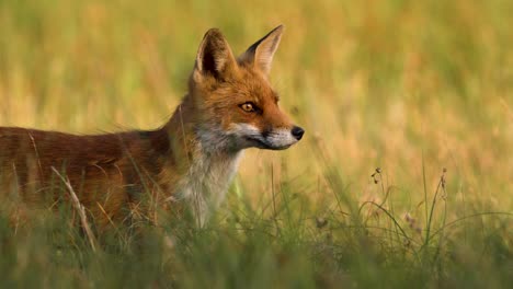 Close-up-of-a-fox-in-a-serene-field-sniffing-the-air-for-a-potential-prey
