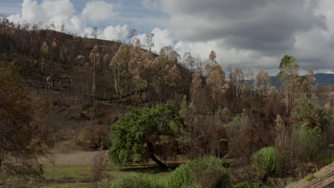 Las-Montañas-Y-El-Bosque-Cerca-De-Monchique-Portugal-Después-De-Un-Incendio-Provocado