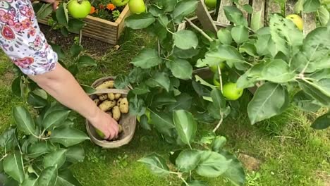 Äpfel-Im-Garten-Ernten,-Bereits-Gesammelte-Kartoffeln-Und-Im-Korb