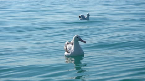 Albatros-Schwimmt-An-Einem-Ruhigen-Tag-Auf-Den-Gewässern-Von-Kaikoura,-Neuseeland