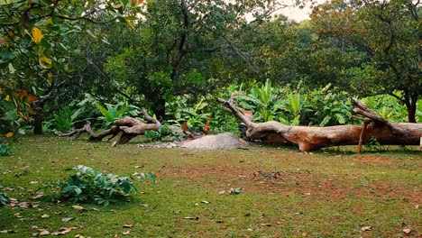 Chickens-forage-near-a-fallen-tree-in-a-jungle-clearing