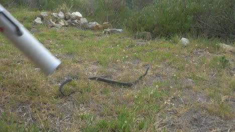 Releasing-a-highly-venomous-Boomslang-from-a-snake-tube-in-Africa