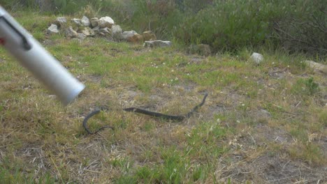 Liberando-Un-Boomslang-Altamente-Venenoso-De-Un-Tubo-De-Serpiente-En-África