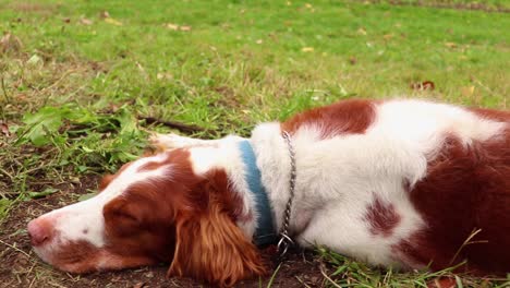 Panning-across-old-Brittany-spaniel-taking-nap-in-the-grass