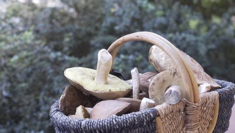 Tilt-down-shot-of-a-basket-full-of-mushrooms