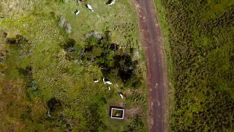 Aerial-topdown-view-of-cows-next-to-the-road-and-people-walking-in-Pico-Island,-Azores