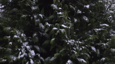 Baum-Mit-Schnee-An-Einem-Stürmischen-Januartag