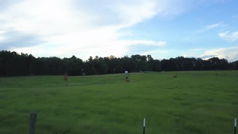 Drone-flight-over-pasture-in-rural-Florida-with-cows