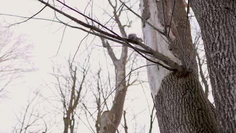 Squirrel-jumping-from-branch-to-tree-in-slow-motion