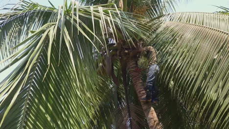Costa-Rican-tree-trimmer-climbs-a-tall-palm-tree-with-no-safety-ropes-and-a-machete-to-trim-it-and-cut-down-coconuts-on-the-beaches-of-Punta-Banco,-Costa-Rica