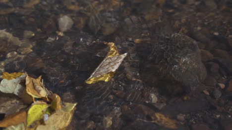 Single-colorful-fall-leaf-floats-down-river-in-slow-motion