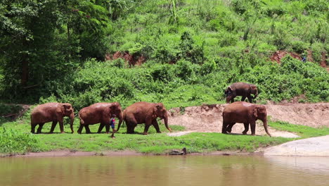 Elephants-walking-along-a-path-in-a-herd-following-each-other