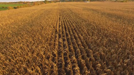 Beautiful-corn-field-at-sunset-in-Canada