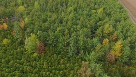 Aerial-drone-footage-of-a-dense-pine-forest-on-rural-area