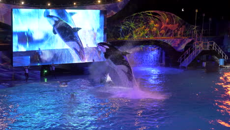 A-Killer-Whale-Performs-a-High-Flying-Roll,-Landing-with-a-Huge-Splash-at-a-Night-Show-in-SeaWorld-in-Orlando