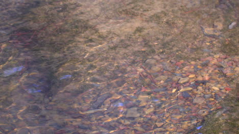 Ripples-and-reflections-on-the-surface-of-a-shallow-creek-that-is-flowing-over-small-rocks