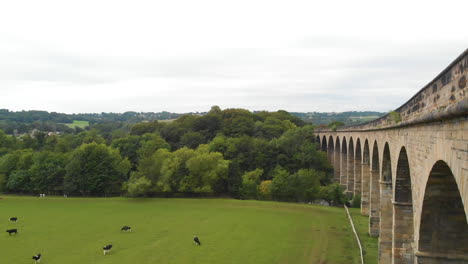 Blick-über-Kühe-Unter-Einem-Viadukt-Brückenflug-In-Den-Grünen-Feldern-Von-Yorkshire-Im-Frühling
