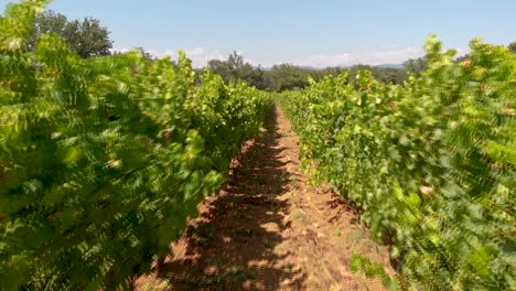 Slow-flying-through-vineyard-in-french-provence