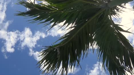 Palm-Tree-against-the-sky