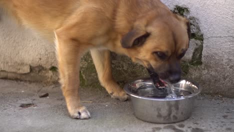 Thirsty-cute-brown-dog-drinking-water-from-a-bowl-in-slow-motion