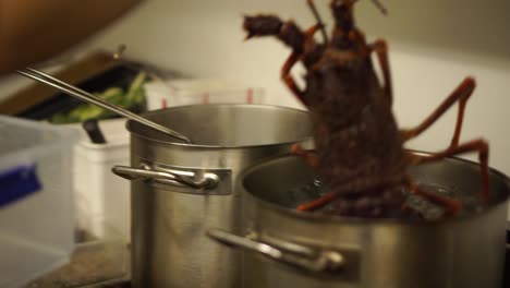 Putting-a-New-Zealand-fresh-crayfish-in-a-pot-of-hot-water-to-boil