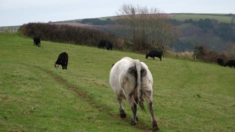 A-White-and-speckled-cow-walks-up-a-sloped-field-with-other-black-cows-around