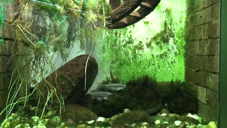 View-of-fish-in-the-aquarium-at-the-Zoo